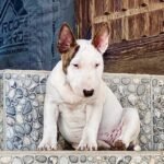 Bull-Terrier-6.jpg