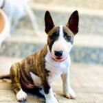 Bull-Terrier-7.jpg