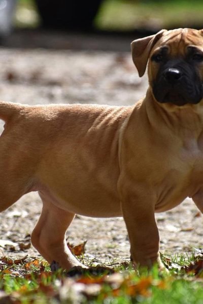 Boerboel-3.jpg