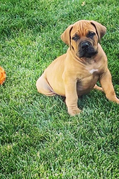 Boerboel-4.jpg