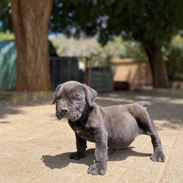 Boerboel-5.jpg