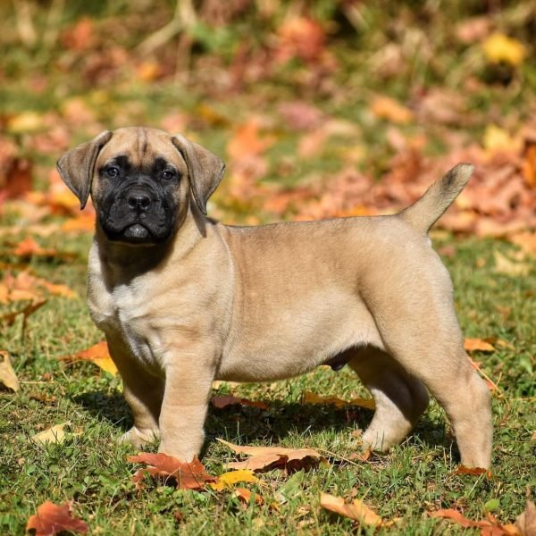 Boerboel-7.jpg