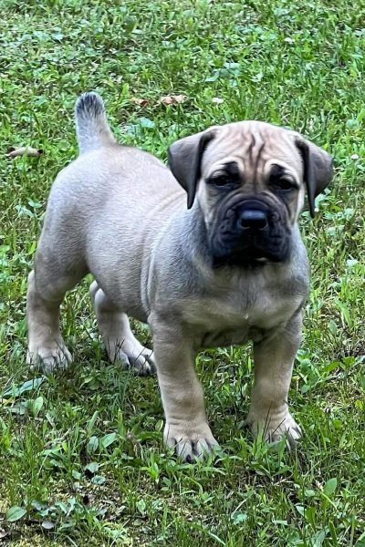 Boerboel-8.jpg