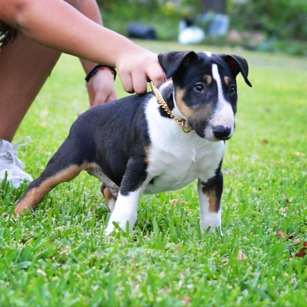 Bull-Terrier-8.jpg