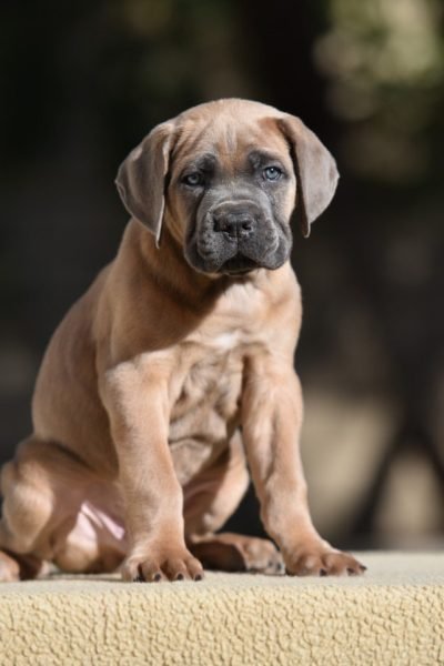 Cane-Corso-3.jpg