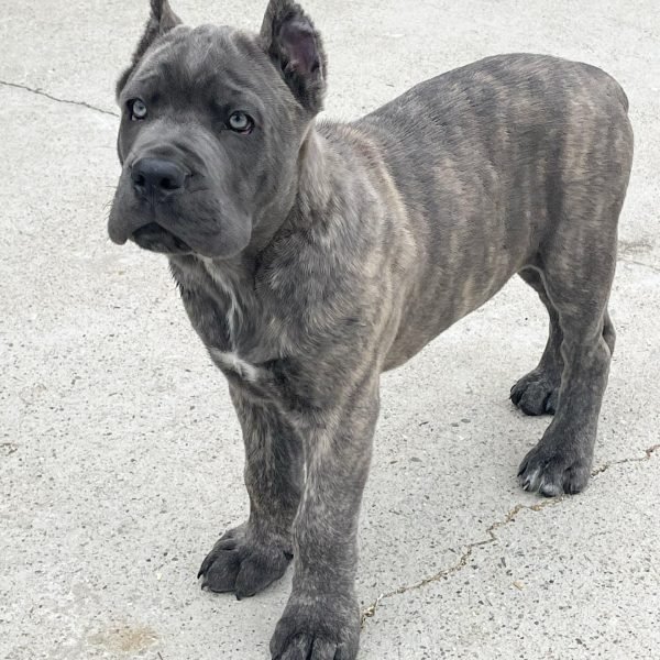 Cane-Corso-6.jpg