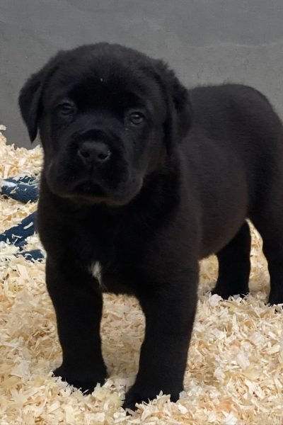 Cane-Corso-7.jpg