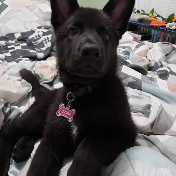 Doris-Star-5.jpg