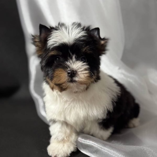 Frank (5)