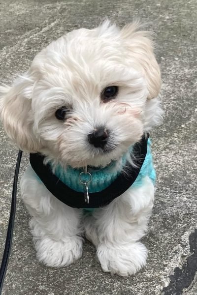 Maltese-female.jpg