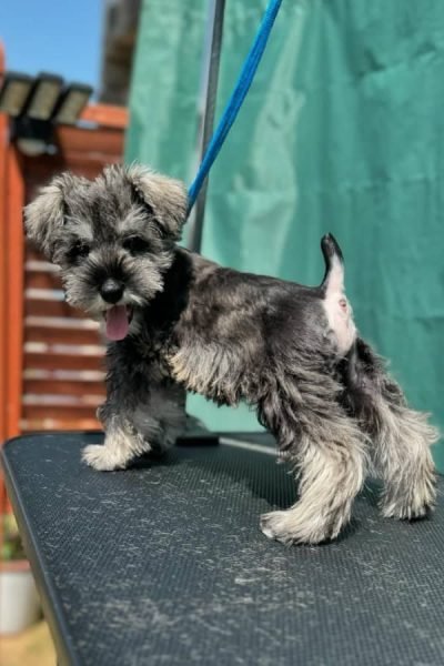 Miniature-Schnauzer-female-1.jpg