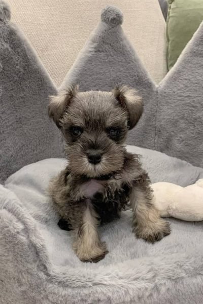 Miniature-Schnauzer-male-1.jpg