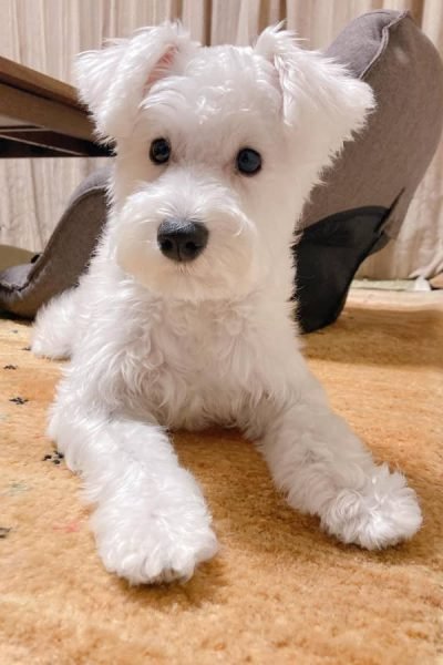 Miniature-Schnauzer-male-2.jpg