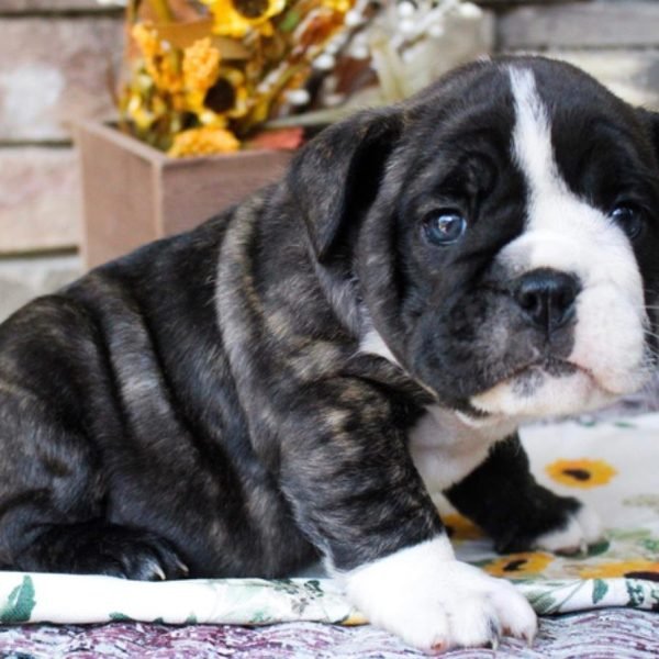 Oreo-female.jpeg