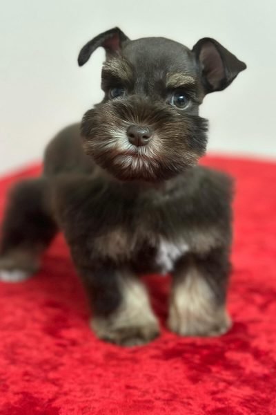 Stella-4.jpg
