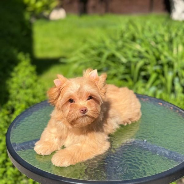 WhatsApp Image 2025-05-25 at 8.56.44 PM