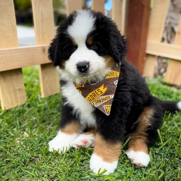 bernese-mountain-dog-3.jpg
