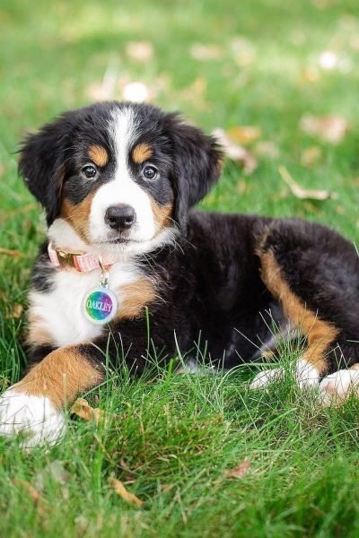 bernese-mountain-dog-4.jpg