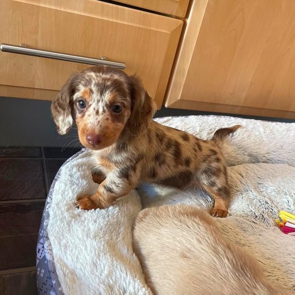 dachshund.jpg