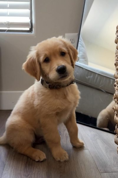 golden-retriever-1.jpg