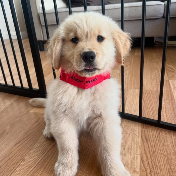 golden-retriever-7.jpg